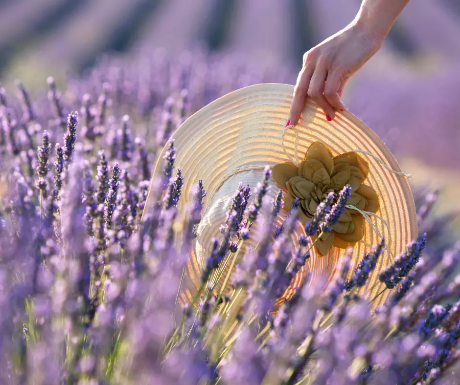PROVENCE