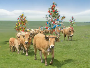 Transhumance Aubrac