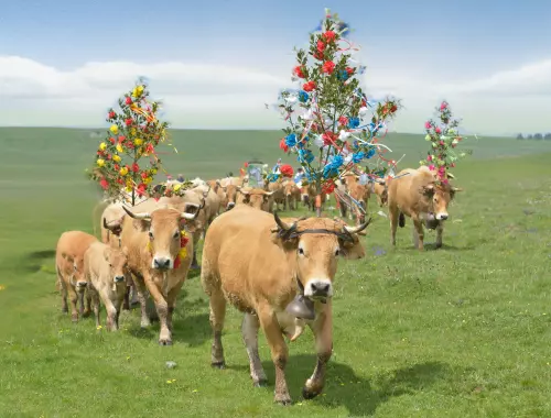 Transhumance Aubrac