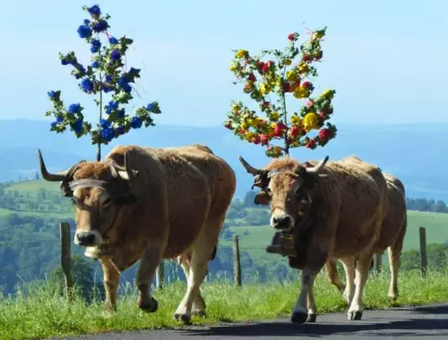 voyage - groupe -TranshumanceAubrac