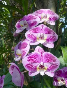 orchidée