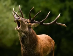 Brâme du cerf, sortie a la journee en Aveyron avec voyages massol
