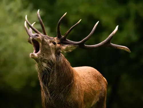 Brâme du cerf, sortie a la journee en Aveyron avec voyages massol
