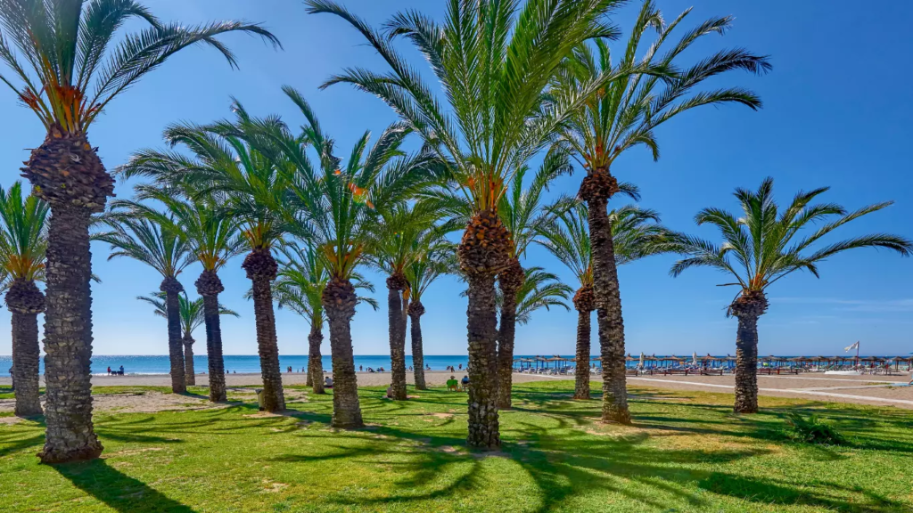 palmier sur la plage à Torremolinos - Malaga