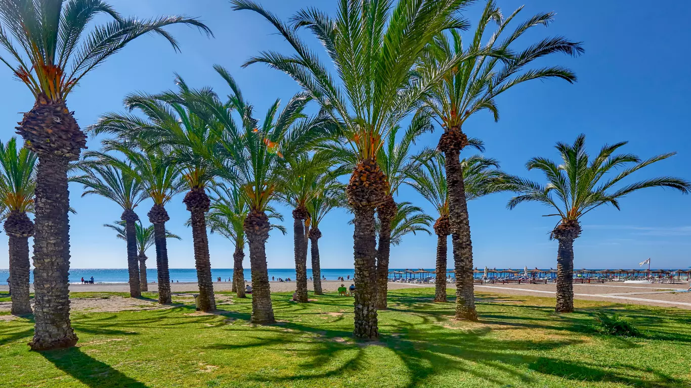 palmier sur la plage à Torremolinos - Malaga